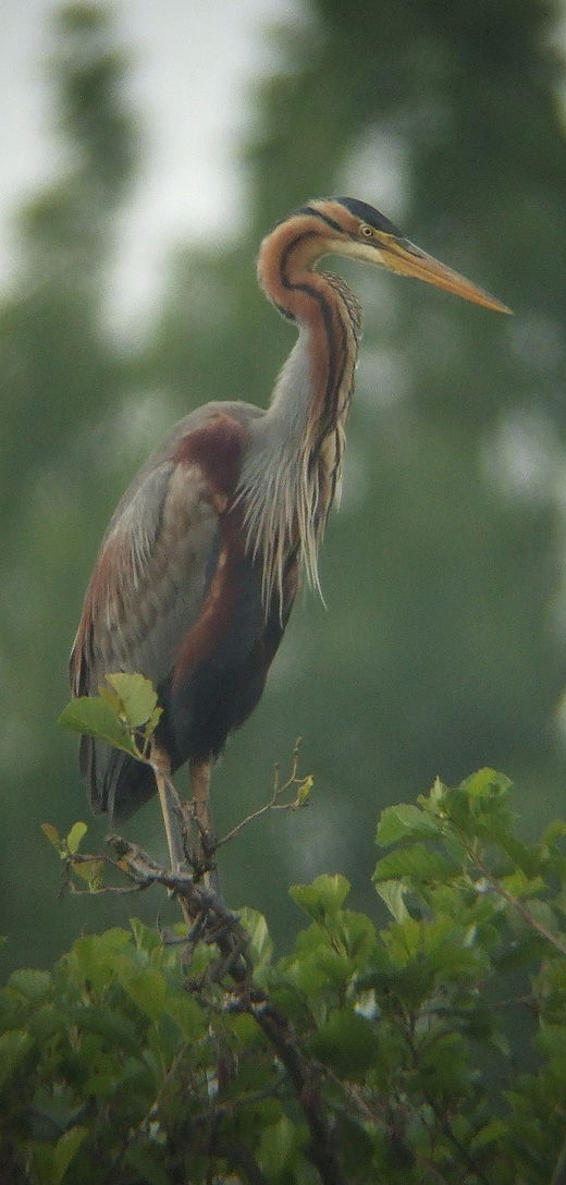 purperreiger_270510_5.jpg purperreiger_270510_5.jpg