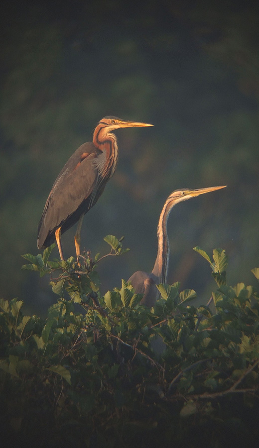 purperreiger_280610.jpg purperreiger_280610.jpg