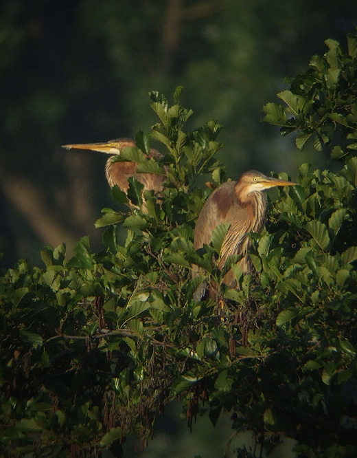 purperreiger_2e_k__j_280610_2.jpg purperreiger_2e_k__j_280610_2.jpg