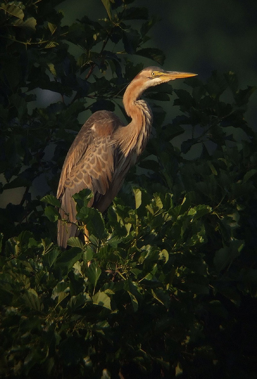 purperreiger_2e_k_j_280610_1.jpg purperreiger_2e_k_j_280610_1.jpg
