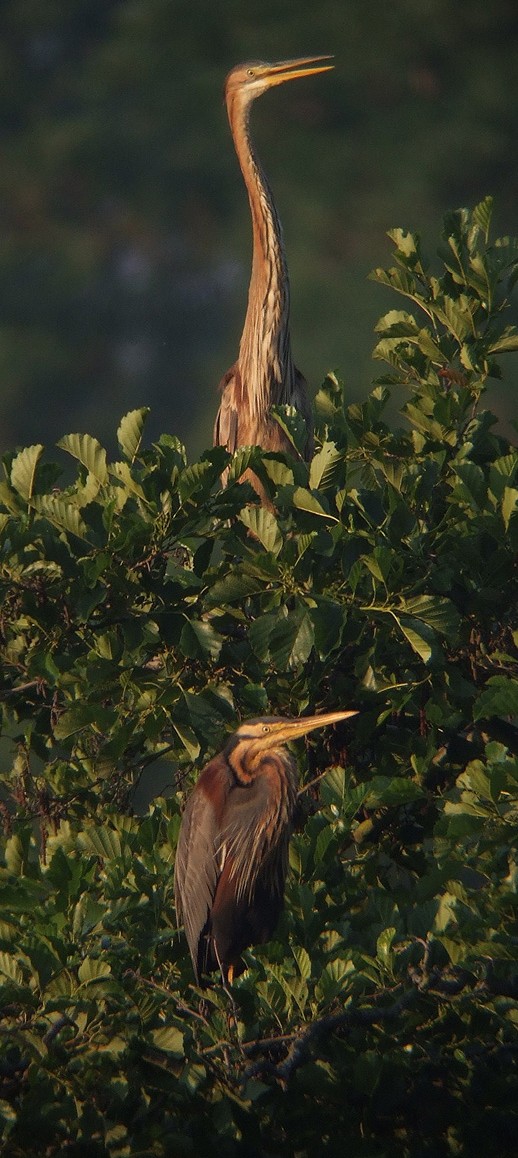 purperreiger_adult_en_2e_k_j_280610_1.jpg purperreiger_adult_en_2e_k_j_280610_1.jpg