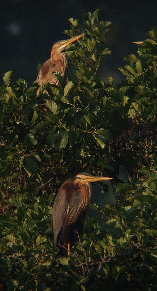 purperreiger_adult_en_2e_k_j_280610_2.jpg purperreiger_adult_en_2e_k_j_280610_2.jpg