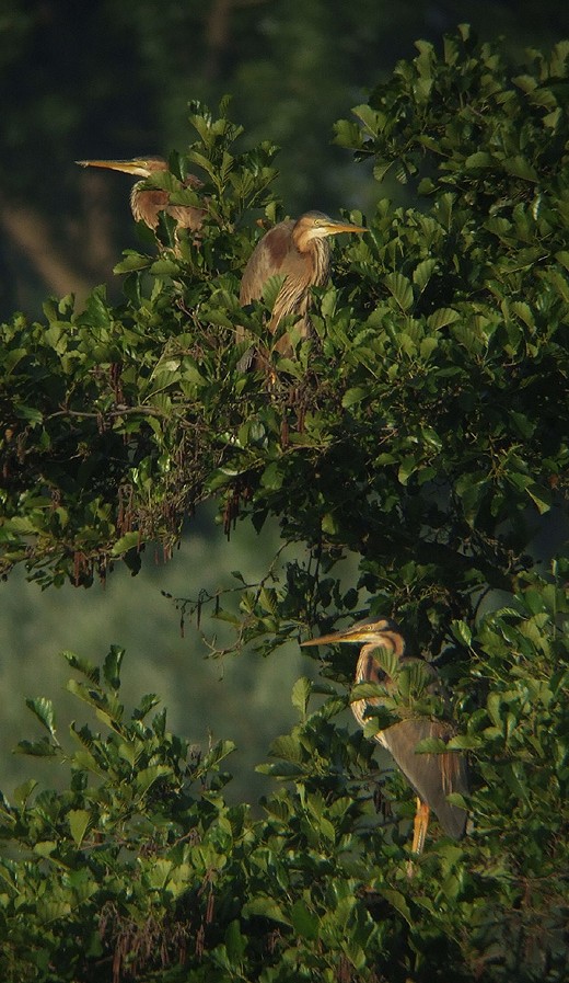 purperreiger_adult_en_2e_k_j_280610_3.jpg purperreiger_adult_en_2e_k_j_280610_3.jpg