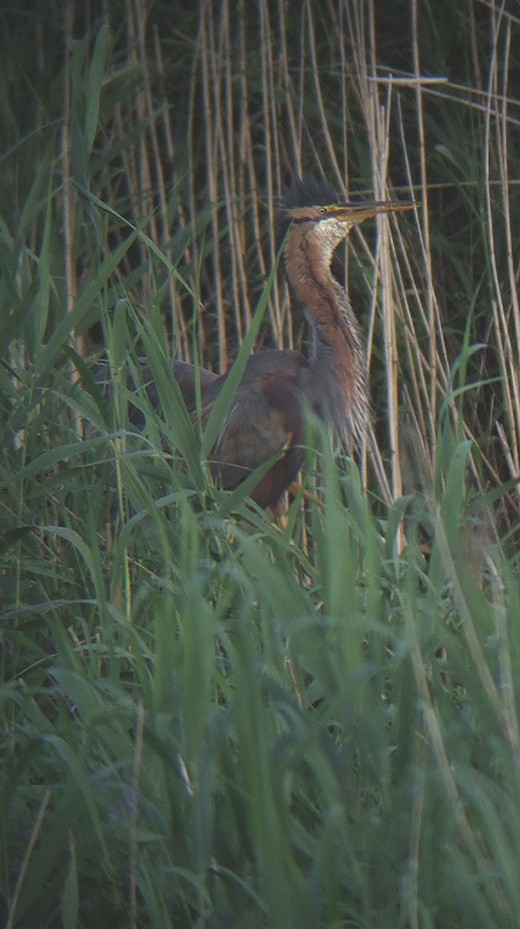purperreiger_adult_en_juveniel_050710_2.jpg