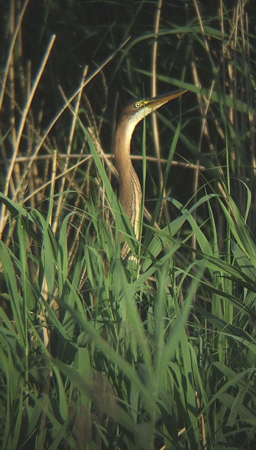 purperreiger_juveniel_050710_2.jpg