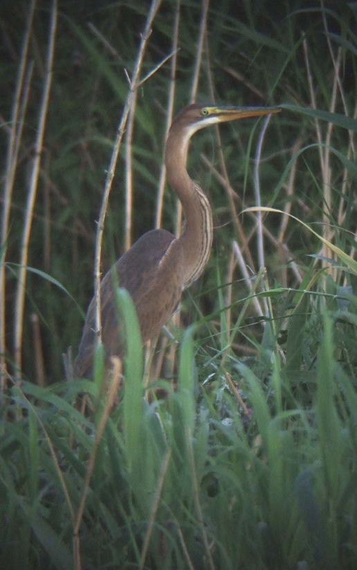 purperreiger_juveniel_050710_4.jpg