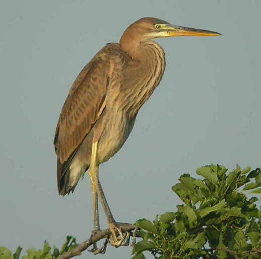 purperreiger_juveniel_180705.jpg purperreiger_juveniel_180705.jpg