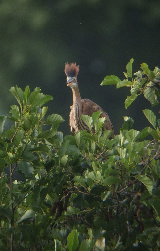 purperreiger_juveniel_in_zwarte_els_070710_2.jpg