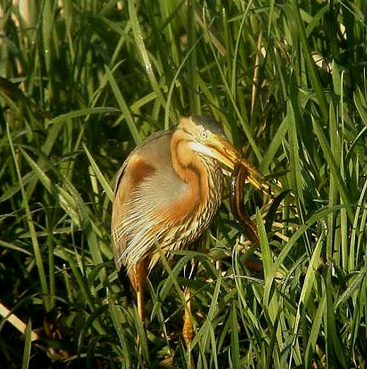purperreiger_met_grote_modderkruiper_vogelkijkscherm_zouweboezem_23_april_2004.jpg purperreiger_met_grote_modderkruiper_vogelkijkscherm_zouweboezem_23_april_2004.jpg