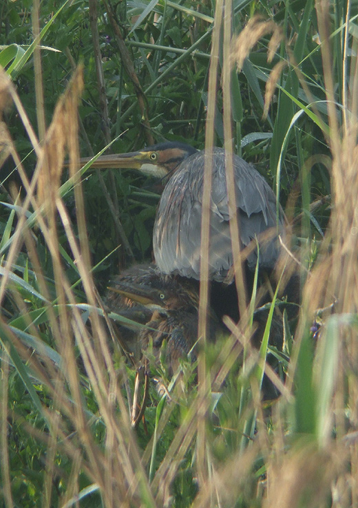 purperreiger_pul_280510_1.jpg purperreiger_pul_280510_1.jpg