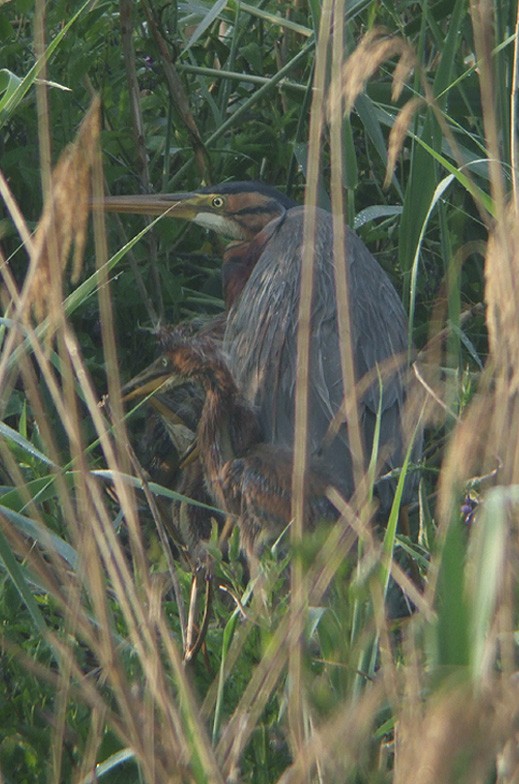 purperreiger_pul_280510_2.jpg purperreiger_pul_280510_2.jpg