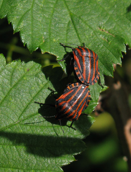 pyjamawants_natuurlijk_brabant_01062011.jpg