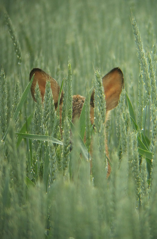 reekalf_brabantse_biesbosch_11062011_5.jpg