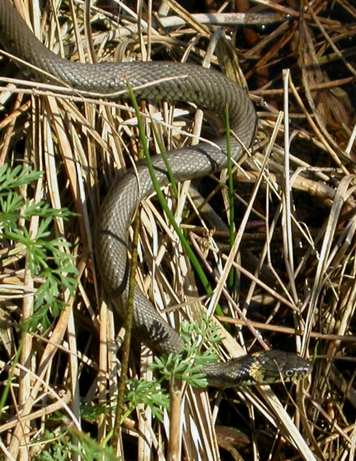 ringslang_11_april_2005.jpg