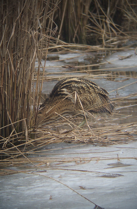 roerdomp_brabantse_biesbosch_230110_4.jpg