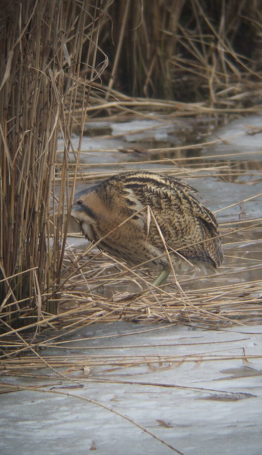 roerdomp_brabantse_biesbosch_230110_5.jpg
