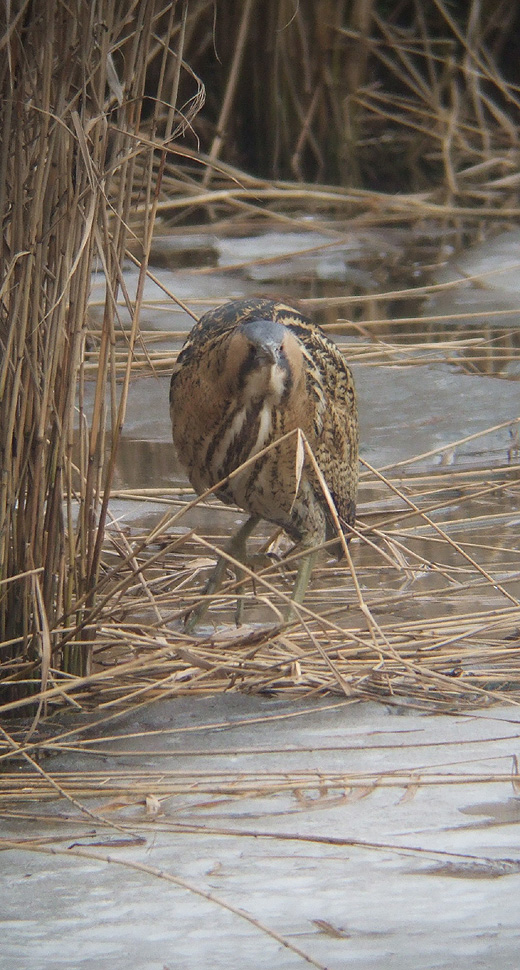 roerdomp_brabantse_biesbosch_230110_6.jpg