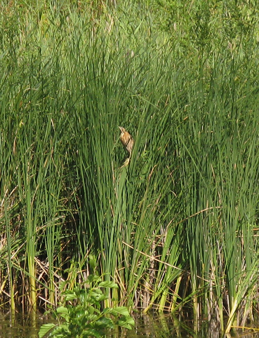 roerdomp_lekuiterwaarden_vijfheerenlanden_300710.jpg roerdomp_lekuiterwaarden_vijfheerenlanden_300710.jpg