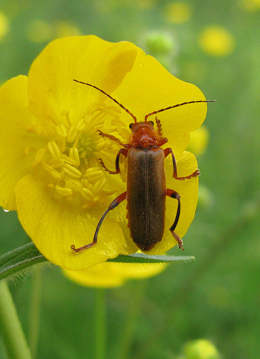 rood_soldaatje_op_scherpe_boterbloem_lekuiterwaard_culemborg_09052011.jpg