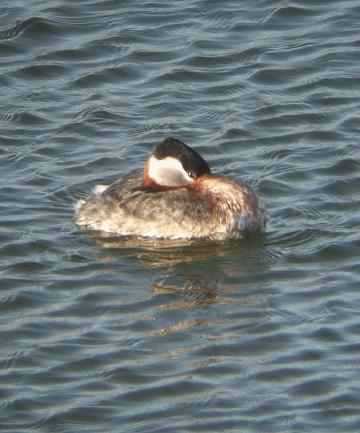 roodhalsfuut_ijmuiden_060310_2.jpg roodhalsfuut_ijmuiden_060310_2.jpg