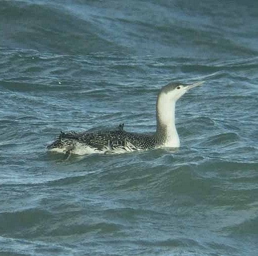 roodkeelduiker_brouwersdam_2_febr._2008_4.jpg roodkeelduiker_brouwersdam_2_febr._2008_4.jpg
