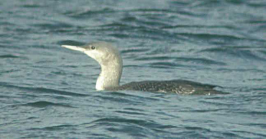 roodkeelduiker_plas_middelwaard_vianen_19_jan._2005.jpg roodkeelduiker_plas_middelwaard_vianen_19_jan._2005.jpg