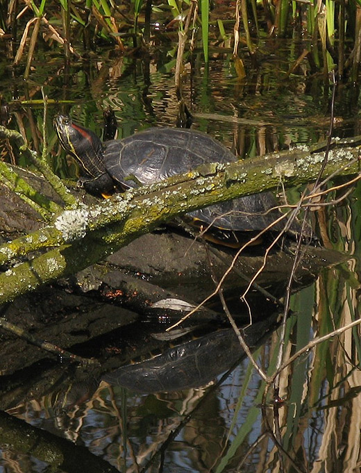roodwangschildpad_zouweboezem_3_april_2009.jpg roodwangschildpad_zouweboezem_3_april_2009.jpg