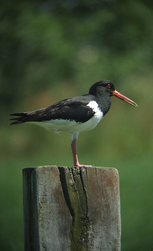 scholekster_alblasserwaard_040610_2.jpg scholekster_alblasserwaard_040610_2.jpg