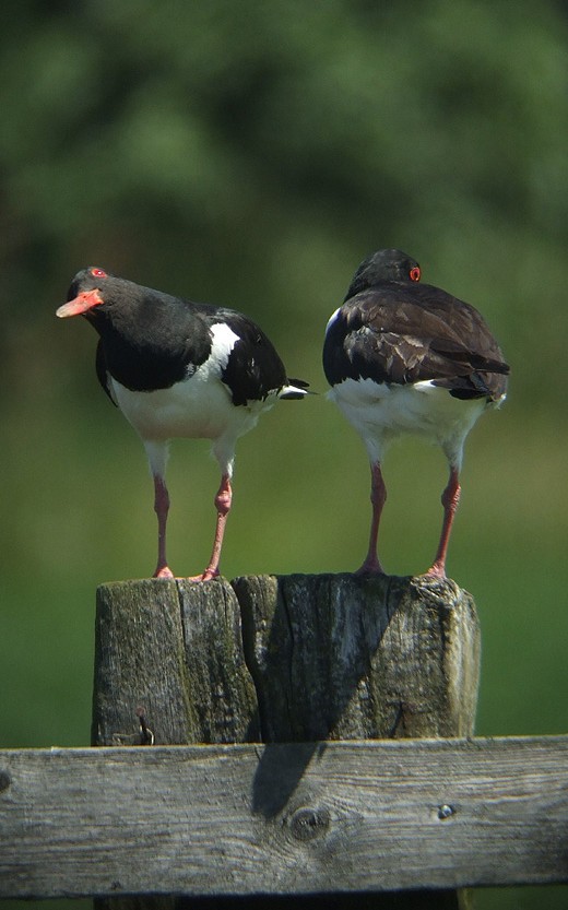 scholekster_alblasserwaard_040610_3.jpg scholekster_alblasserwaard_040610_3.jpg