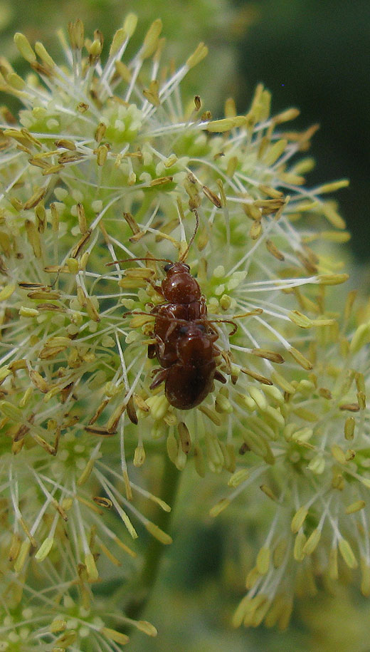 scydmoraphes_sparshalli_op_poelruit_natuurlijk_brabant_14052011.jpg