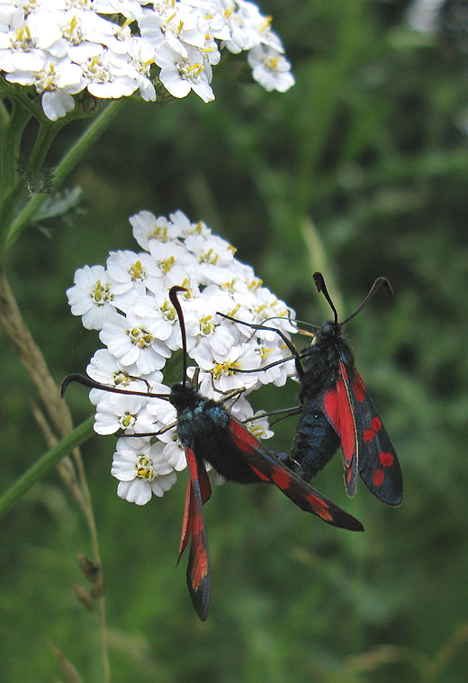 sint_jansvlinder_op_duizendblad_natuurlijk_brabant_14062011.jpg