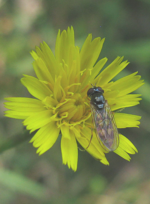 slanke_driehoekzweefvlieg_vrouw_op_kleine_leeuwentand_natuurlijk_utrecht_15072011.jpg