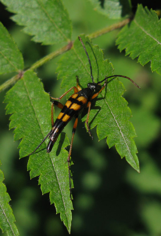 slanke_smalboktor_natuurlijk_brabant_12062011.jpg