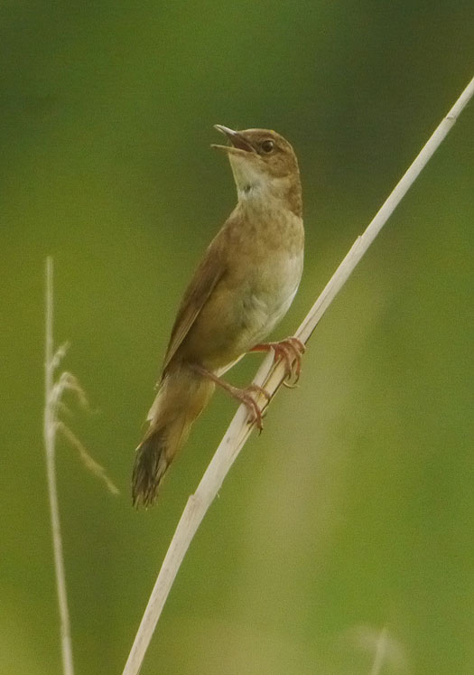 snor_zouweboezem_20062013_10.jpg