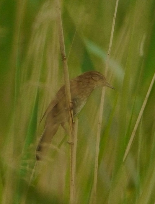 snor_zouweboezem_20062013_5.jpg
