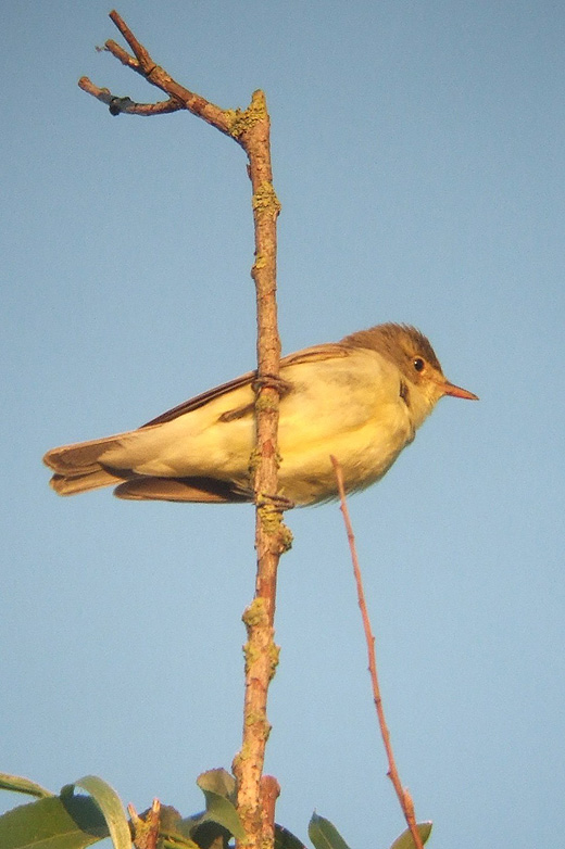 spotvogel_goudriaan_030610.jpg