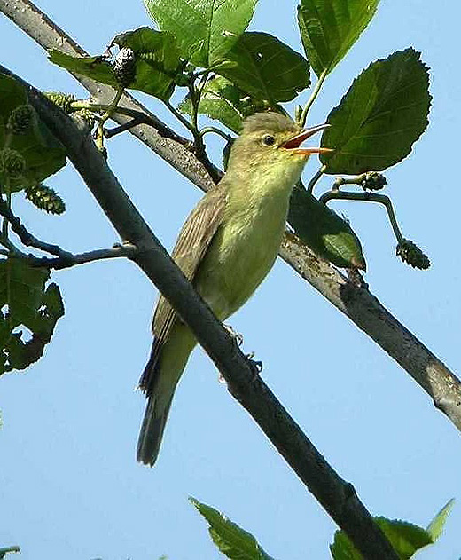 spotvogel_willeskop_17_juni_2006.jpg spotvogel_willeskop_17_juni_2006.jpg