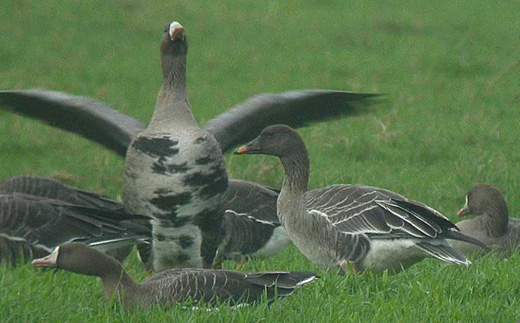 taigariet-__en_kolgans_polder_noorzxijde_bleskensgraaf_25_okt._2006_1.jpg
