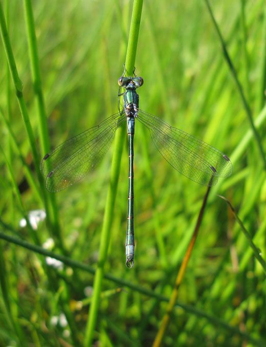 tangpantserjuffer_man_natuurlijk_brabant_01062011_2.jpg tangpantserjuffer_man_natuurlijk_brabant_01062011_2.jpg
