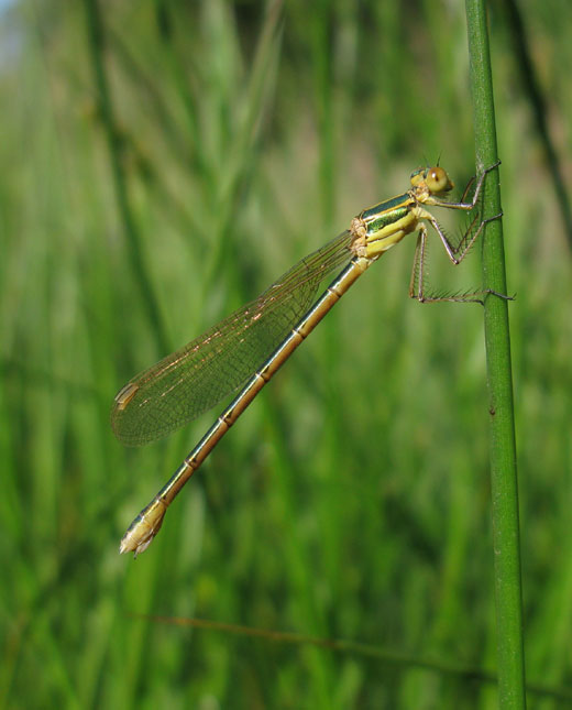 tangpantserjuffer_vrouw_natuurlijk_brabant_01062011.jpg tangpantserjuffer_vrouw_natuurlijk_brabant_01062011.jpg