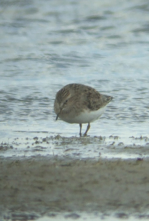 temmincks_strandloper_lekuiterwaard_everdingen_280510.jpg temmincks_strandloper_lekuiterwaard_everdingen_280510.jpg