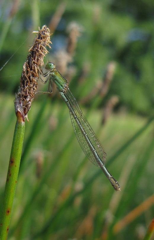 tengere_grasjuffer_vrouw_natuurlijk_brabant_01062011_3.jpg tengere_grasjuffer_vrouw_natuurlijk_brabant_01062011_3.jpg