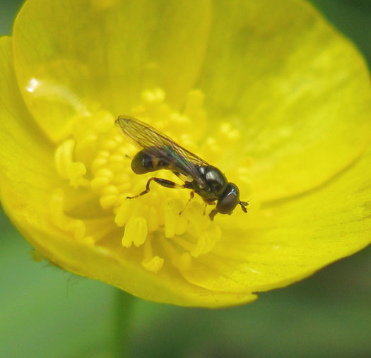 tengere_korsetzweefvlieg_op_scherpe_boterbloem_zouweboezem_18072011.jpg