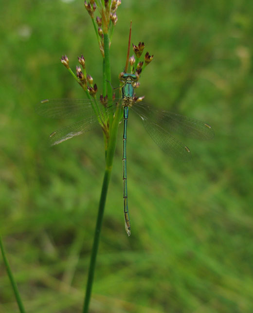tengere_pantserjuffer_natuurlijk_brabant_26062011_2.jpg tengere_pantserjuffer_natuurlijk_brabant_26062011_2.jpg