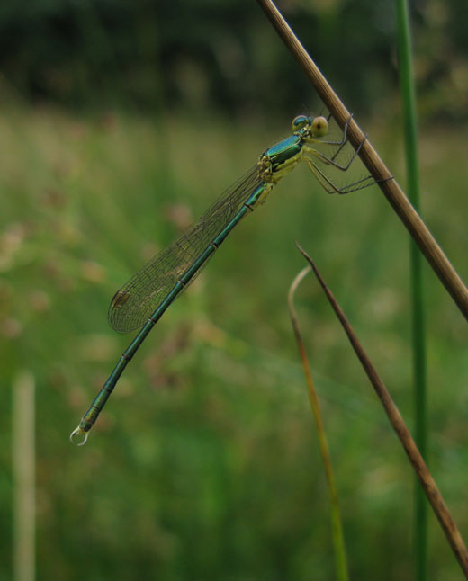 tengere_pantserjuffer_natuurlijk_brabant_26062011_3.jpg
