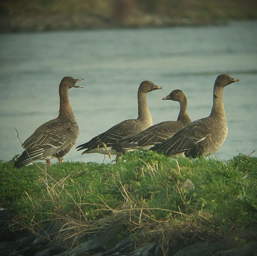 toendrarietgans_lekuiterwaard_everdingen_6_nov._2008.jpg