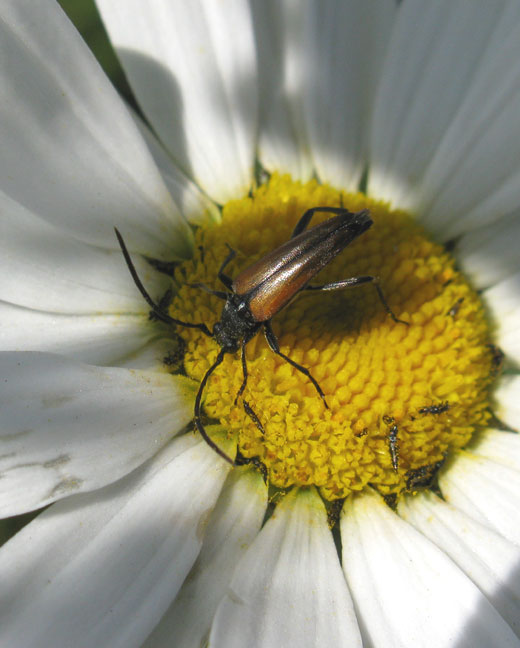 tweekleurige_smalboktor_man_op_margriet_beesdse_veld_02062011.jpg tweekleurige_smalboktor_man_op_margriet_beesdse_veld_02062011.jpg
