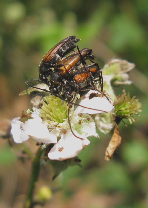 tweekleurige_smalboktor_op_braam_spec._natuurlijk_brabant_14062011.jpg