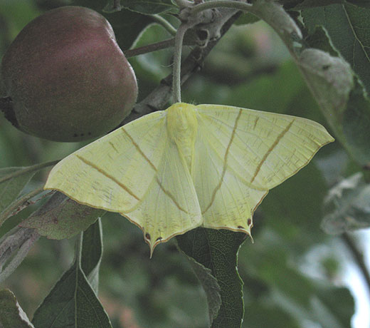 vliervlinder_natuurlijk_brabant_26062011.jpg