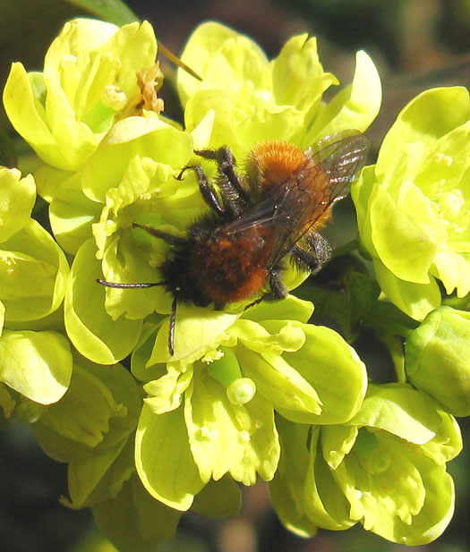 vosje_vrouw_op_wintermahonia_meerkerk_11032012.jpg vosje_vrouw_op_wintermahonia_meerkerk_11032012.jpg